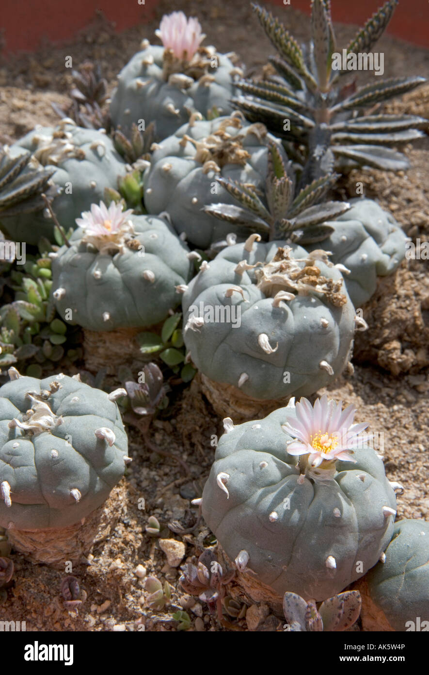 Peyote Kaktuspflanzen blühen. Stockfoto