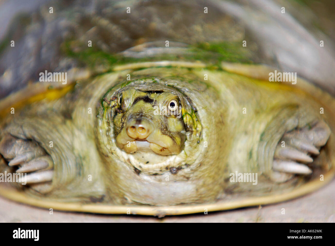 Indische Flapshell-Schildkröte Stockfoto