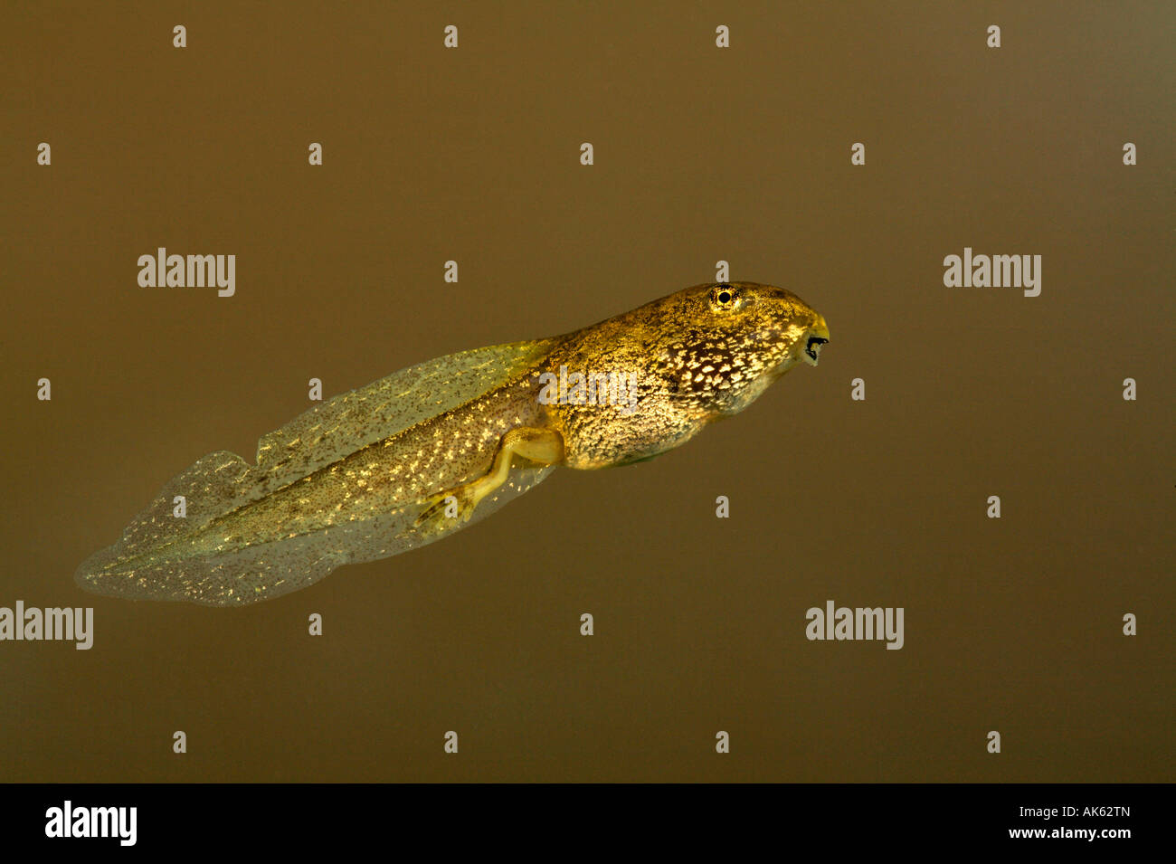 Gemeinsamen europäischen Frosch Stockfoto