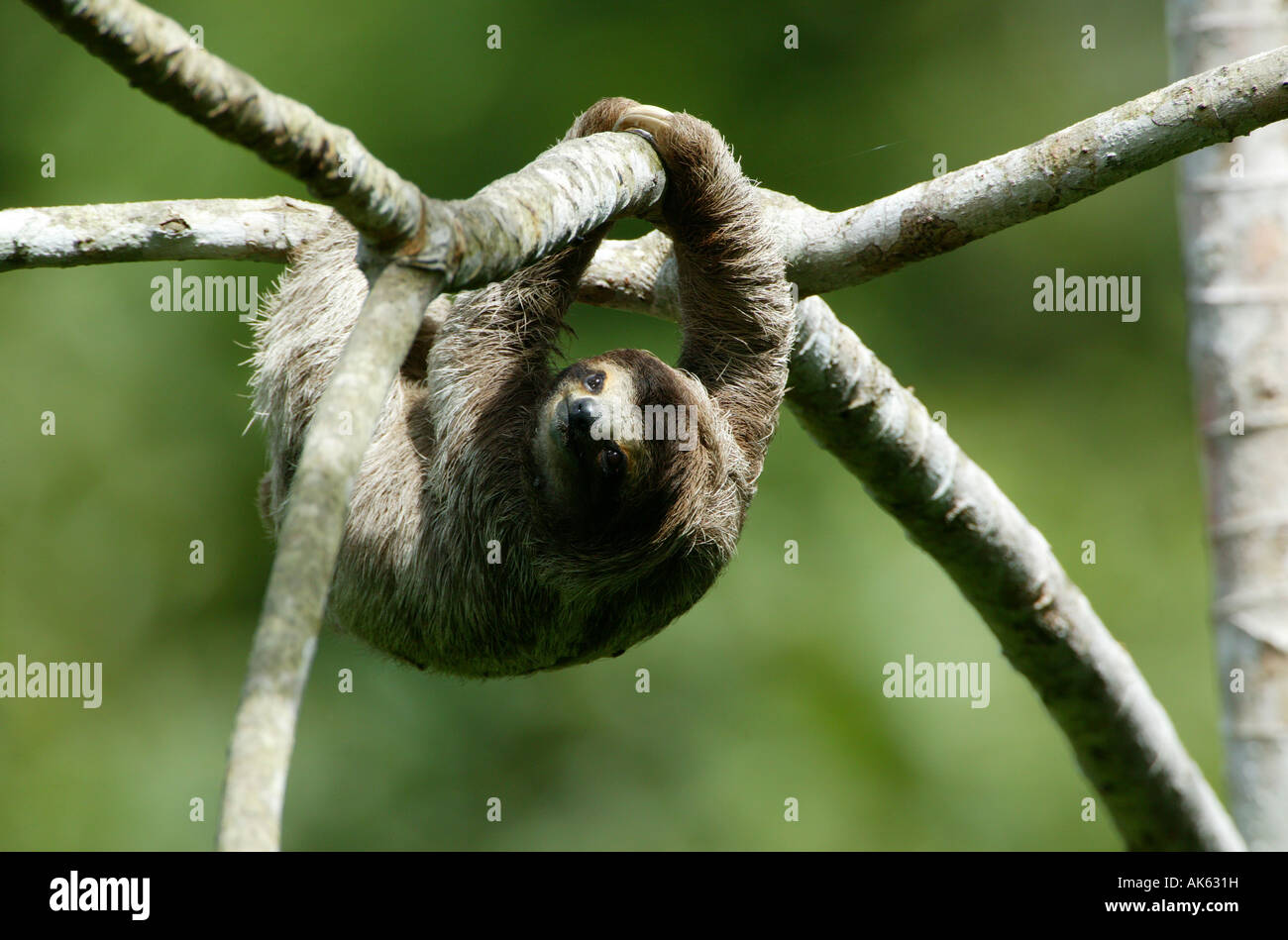 Drei-toed Sloth, Bradypus variegatus, in der 265 Hektar Regenwald Metropolitan Park, Panama City, Republik Panama. Stockfoto