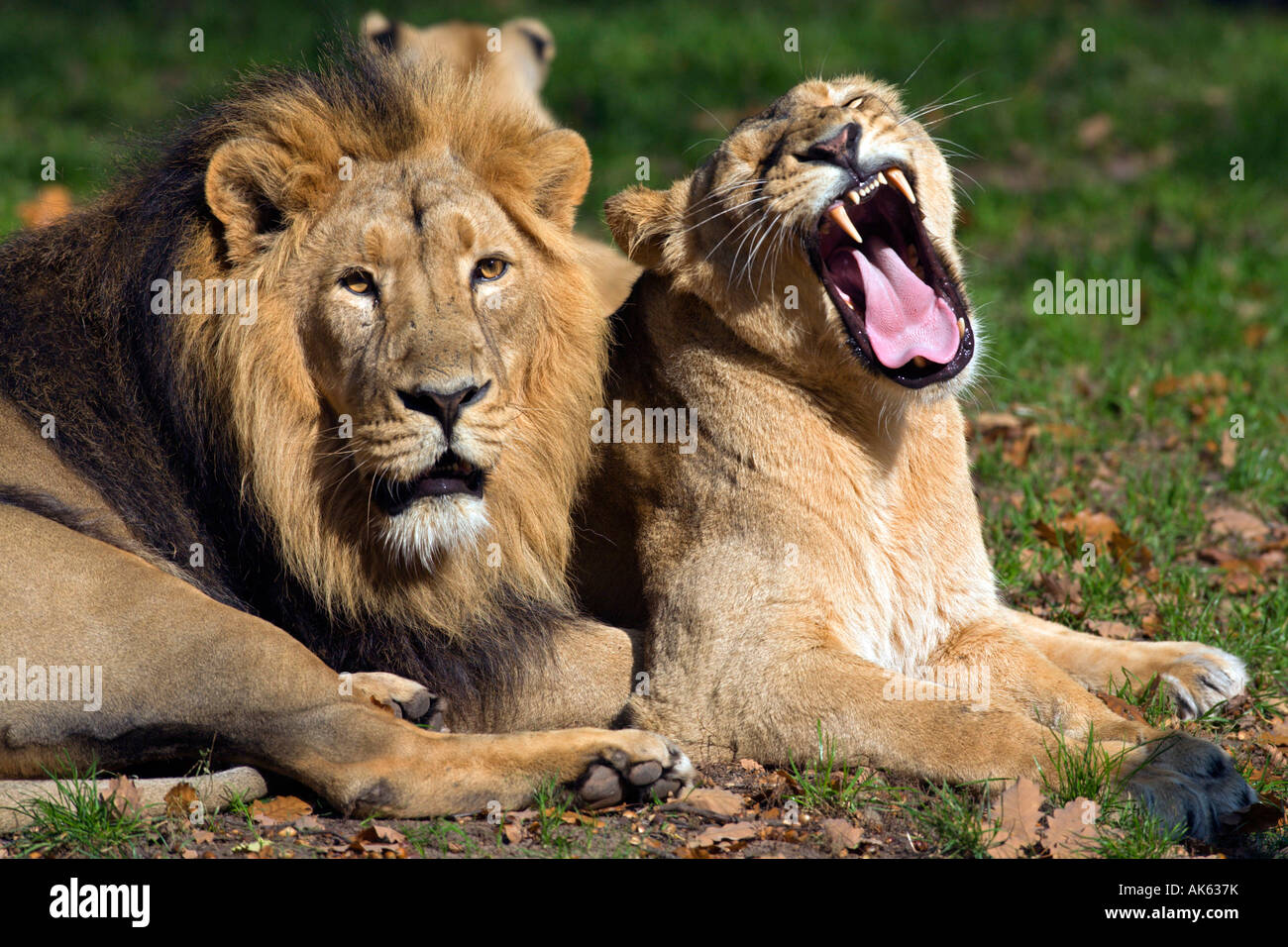 Indische Löwen Stockfoto