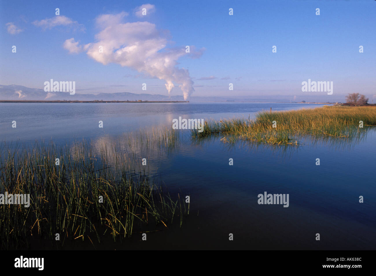 Kalifornien, Solano County, Collinsville, Tule Schilf und San Joaquin River Stockfoto