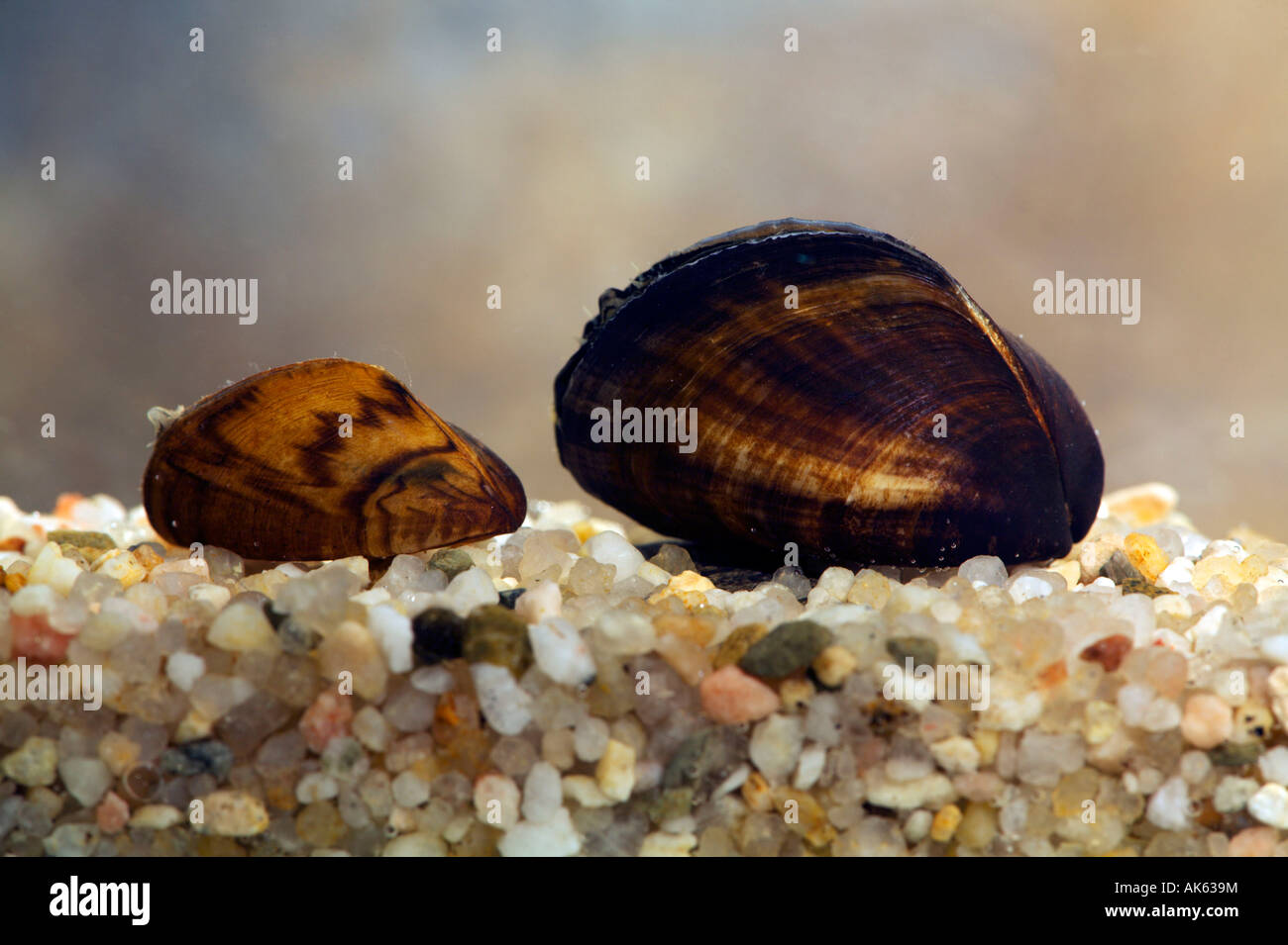 Zebramuschel Stockfoto