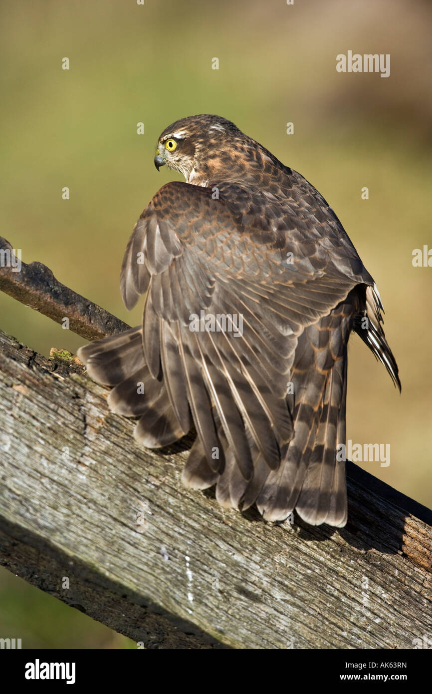 Femail Sparrowhawk Accipiter Nisus gehockt Altpörtel Dehnung Tragfläche und Leitwerk Potton Bedfordshire Stockfoto