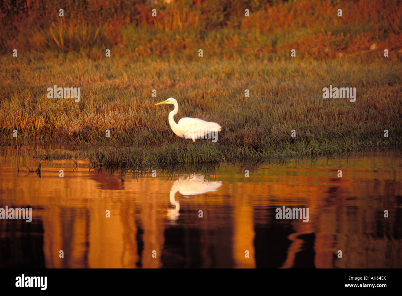 Kalifornien, San Francisco Bay, gemeinsame Reiher Casmerodius albus Stockfoto