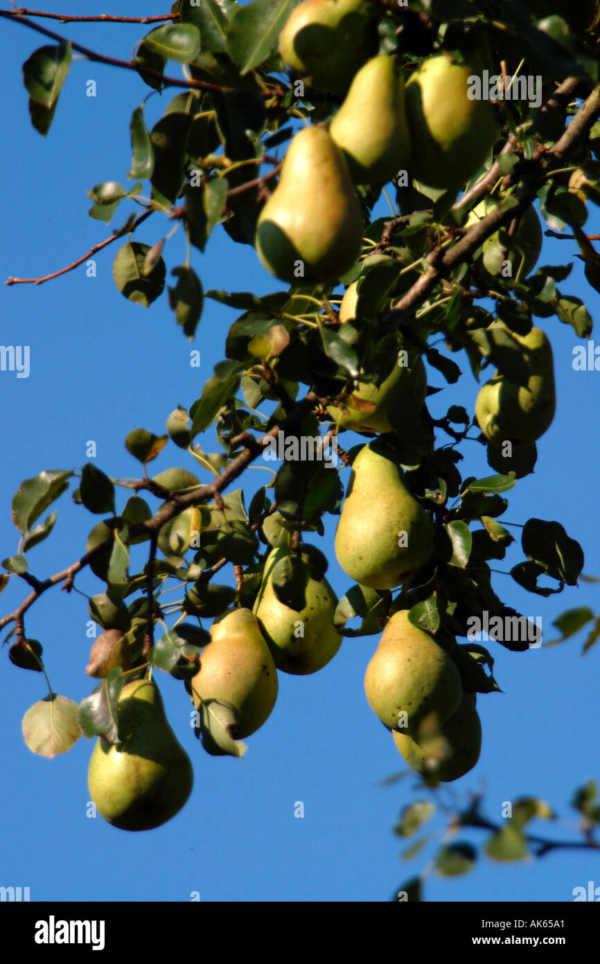 Birnen am Baum Pyrus X domestica Birnen bin Baum Nutzpflanzen Nutzpflanzen Obst Obstbaum Baum Laubbaum Laubbaeume Laub- Stockfoto
