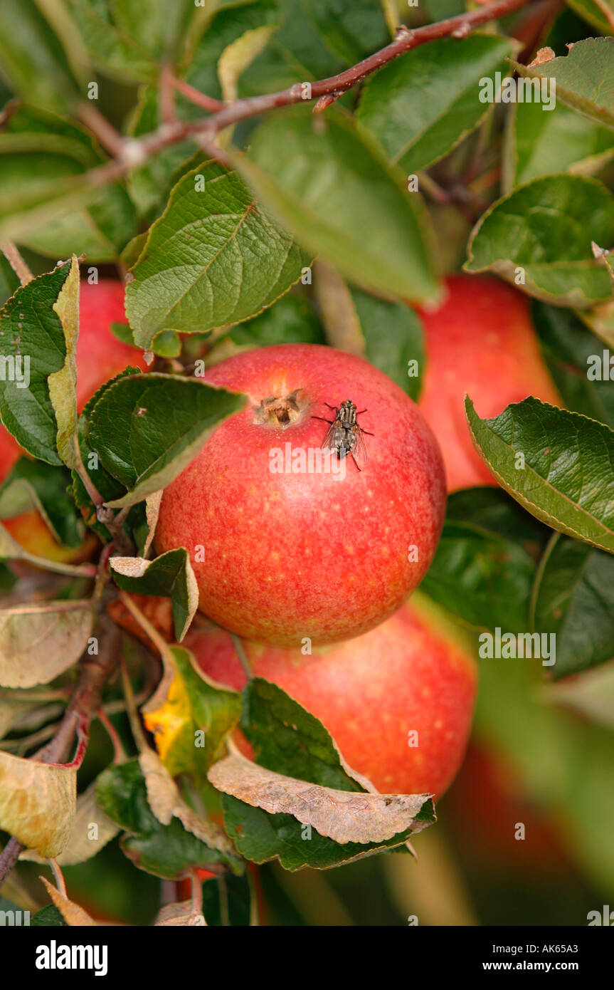 Äpfel Malus X domestica Aepfel Apfel Nutzpflanzen Nutzpflanzen Rosengewaechse Rosengewächse Fruechte Frucht Obst Obst rot rot Stockfoto