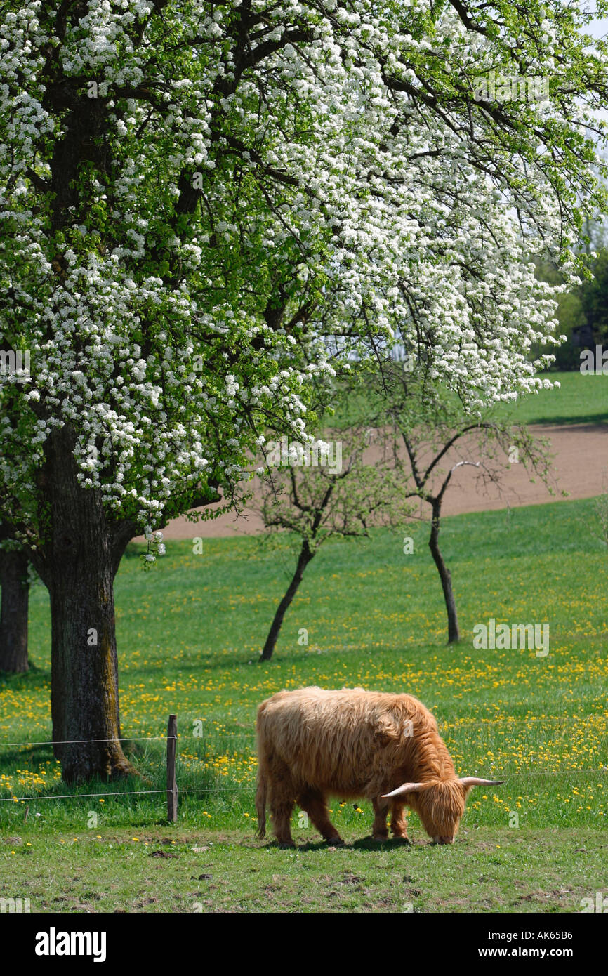 Schottische Hochlandrinder Weiden unter blühenden Obst Bäume Österreich Traditionsmusik Hochlandrind Weidet Unter bluehenden Stockfoto