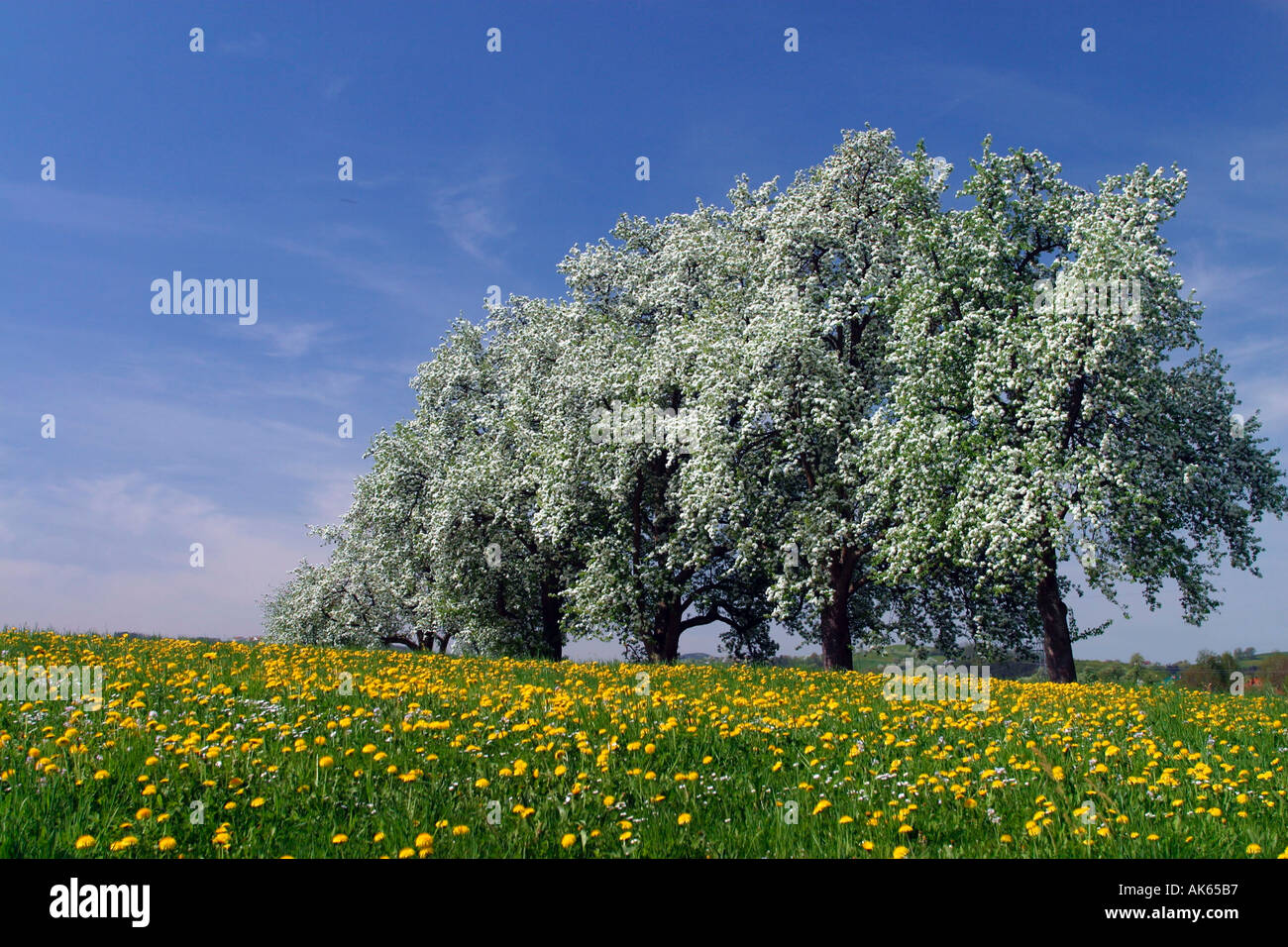 Blühende Obstbäume im Frühjahr Sonntagberg Österreich Bluehende Obstbaeume Im Fruehling Sonntagberg Mostviertel Niederoesterreich Stockfoto