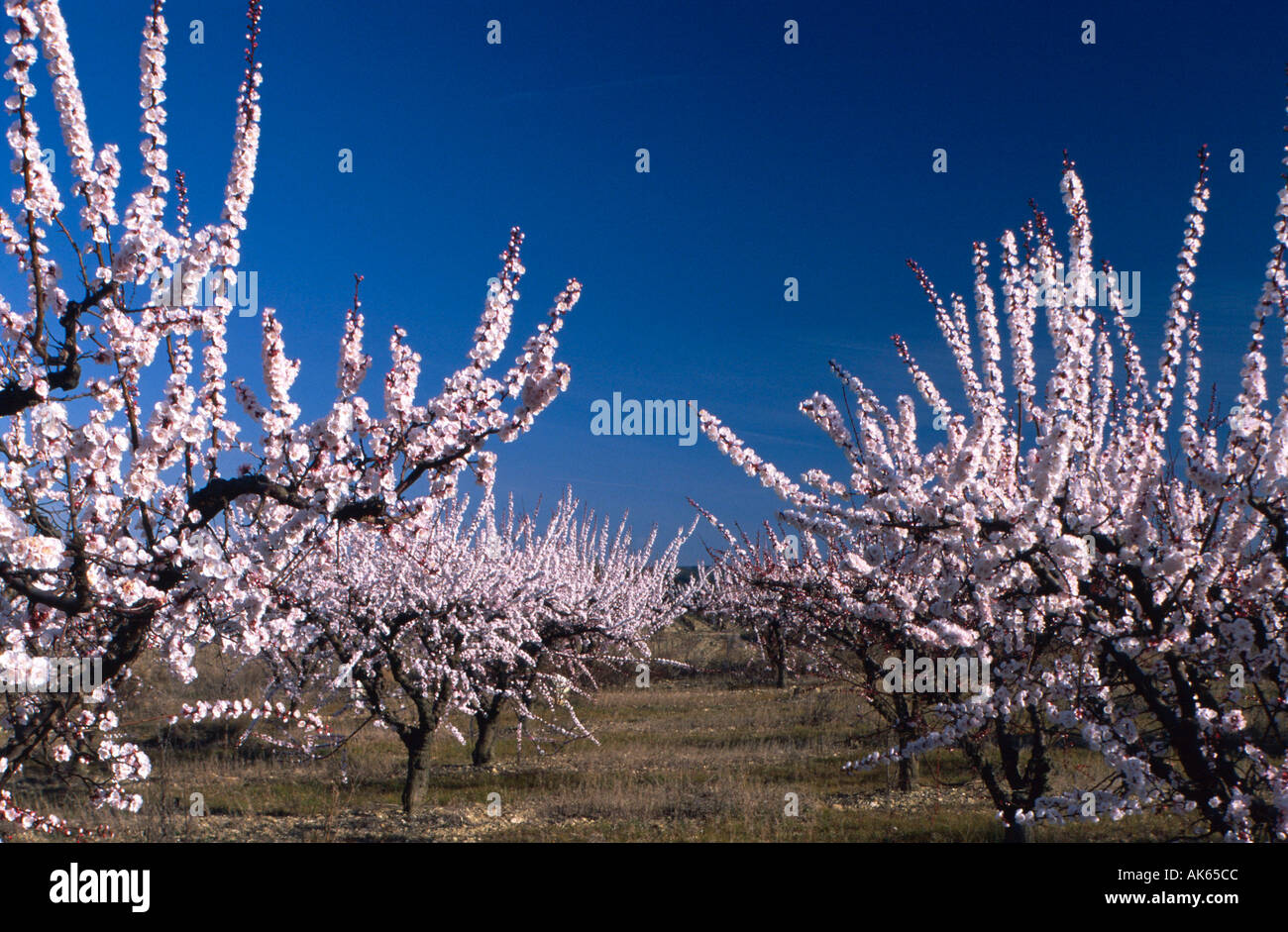 Blühende Apfelbäume in Plantage Remoulins Provence südlichen Frankreich Bluehende Apfelbaeume in der Apfelplantage Remoulins Provence Stockfoto