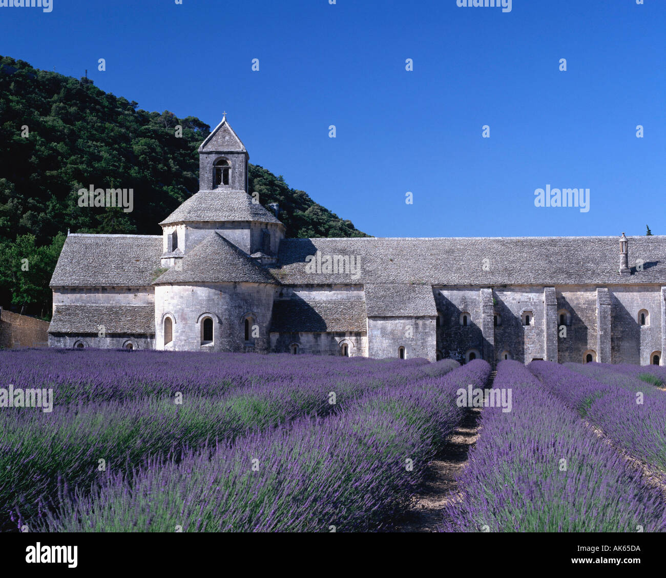 Lavendel Feld vor Abtei Senanque Provence südlichen Frankreich Lavendula Angustifolia Lavendelfeld Vor der Abtei Senanque Stockfoto