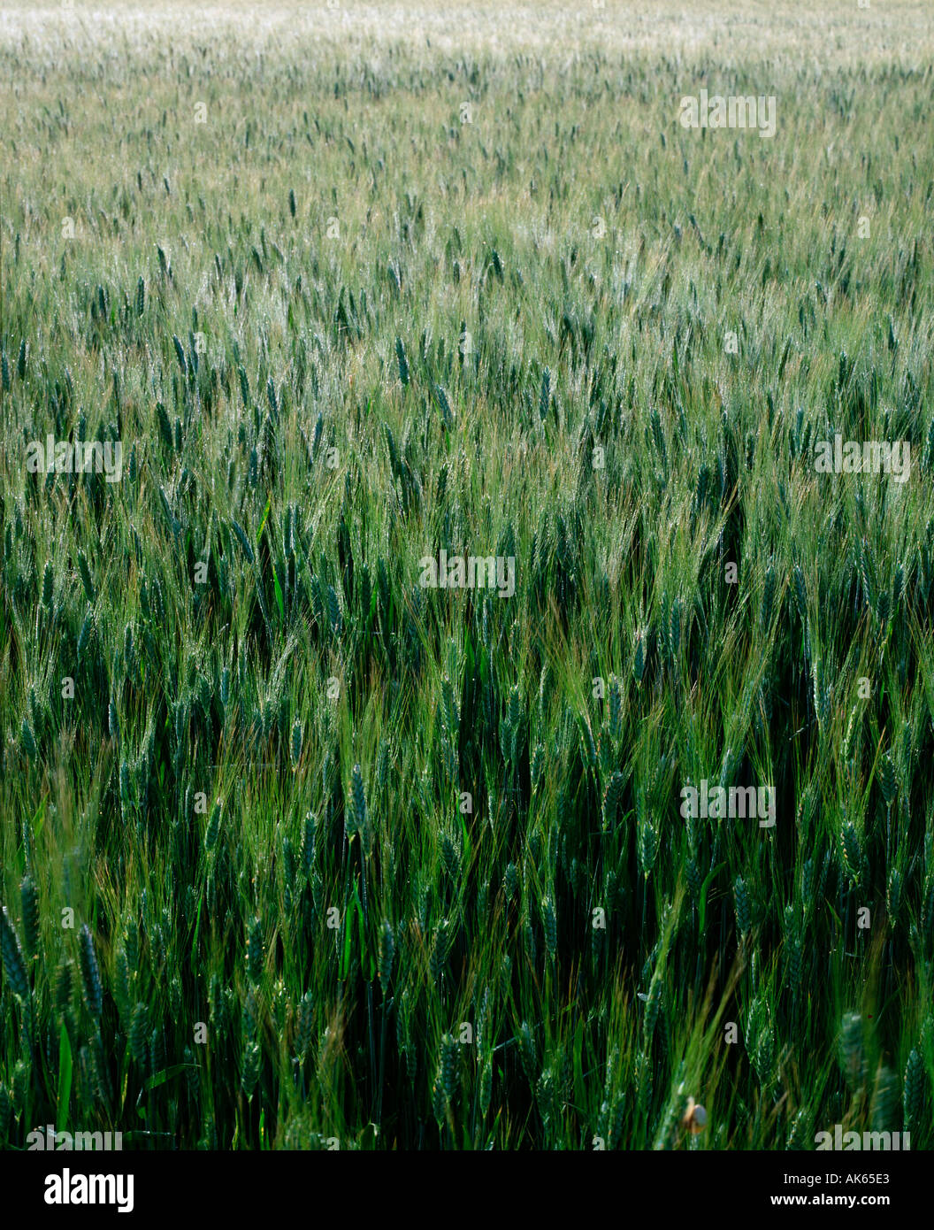 Roggen Feld Secale Cereale Roggenfeld Europa Europa Pflanzen Pflanzen Graeser Gramineae Gasse Getreide Mais Nutzpflanze nützlich Stockfoto