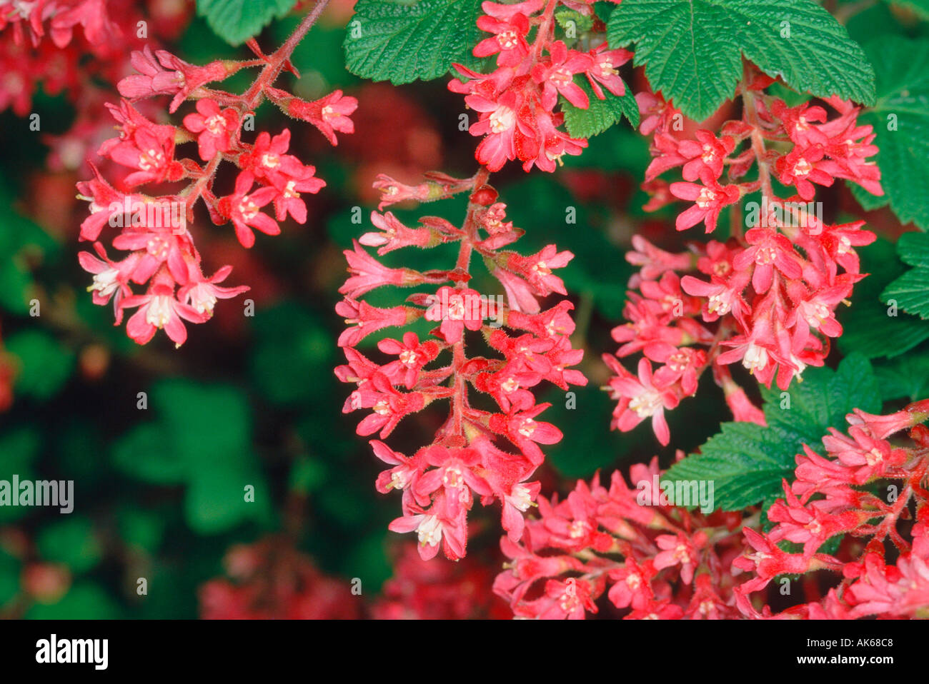 Rote Johannisbeeren im Frühjahr Ribes Sanguineum Bluthohannisbeere Im