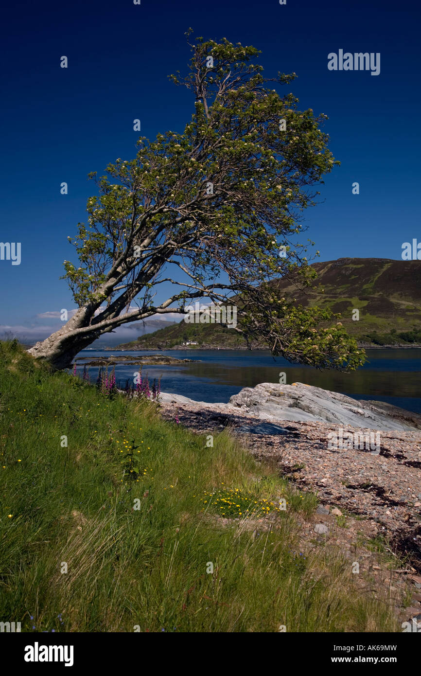 Schiefe Baum auf der Meeresküste Isle Of skye Stockfoto