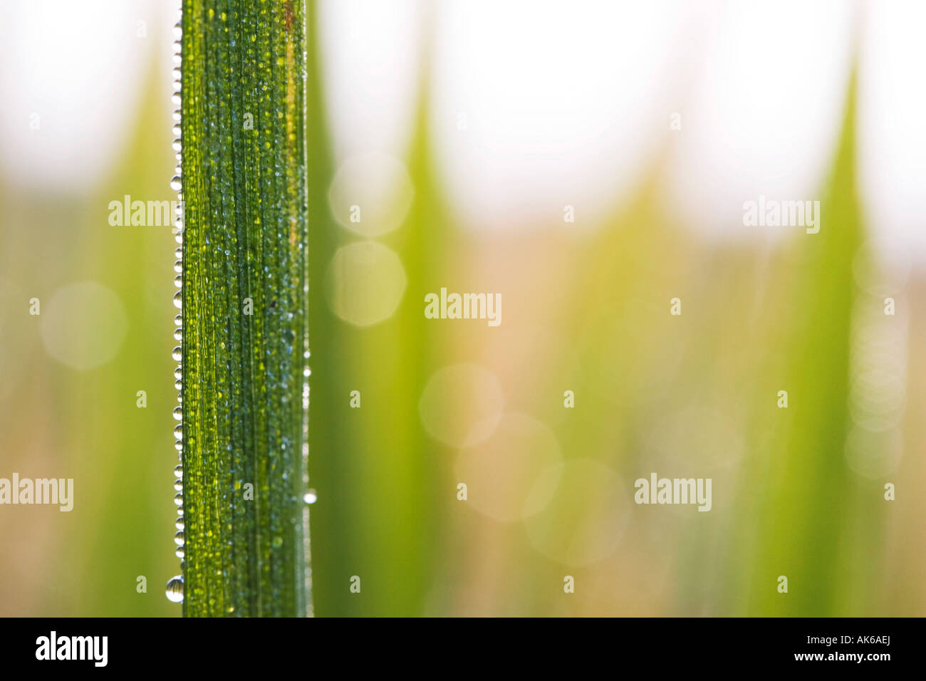 Oryza Sativa. Reis-Pflanzenblattes und eine Linie von Tautropfen. Indien Stockfoto