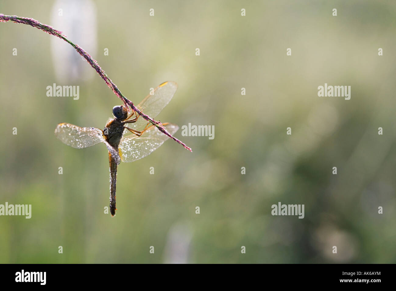 Crocothemis Servilia. Scharlachrote Skimmer / Ruddy Marsh Abstreicheisen Libelle im Morgentau bedeckt. Indien Stockfoto