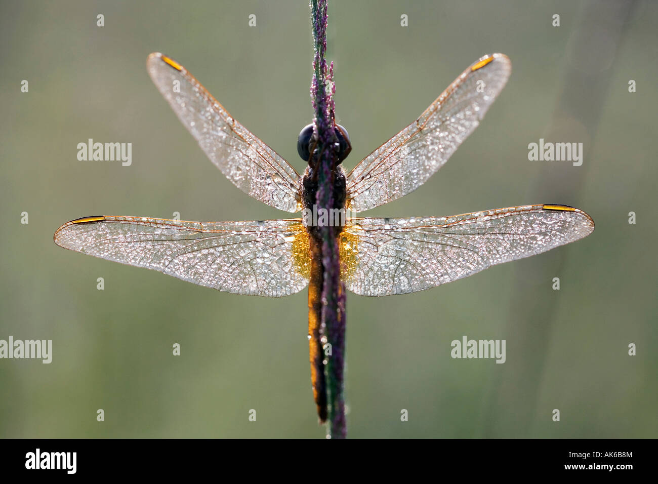 Crocothemis Servilia. Scharlachrote Skimmer / Ruddy Marsh Abstreicheisen Libelle im Morgentau bedeckt. Indien Stockfoto