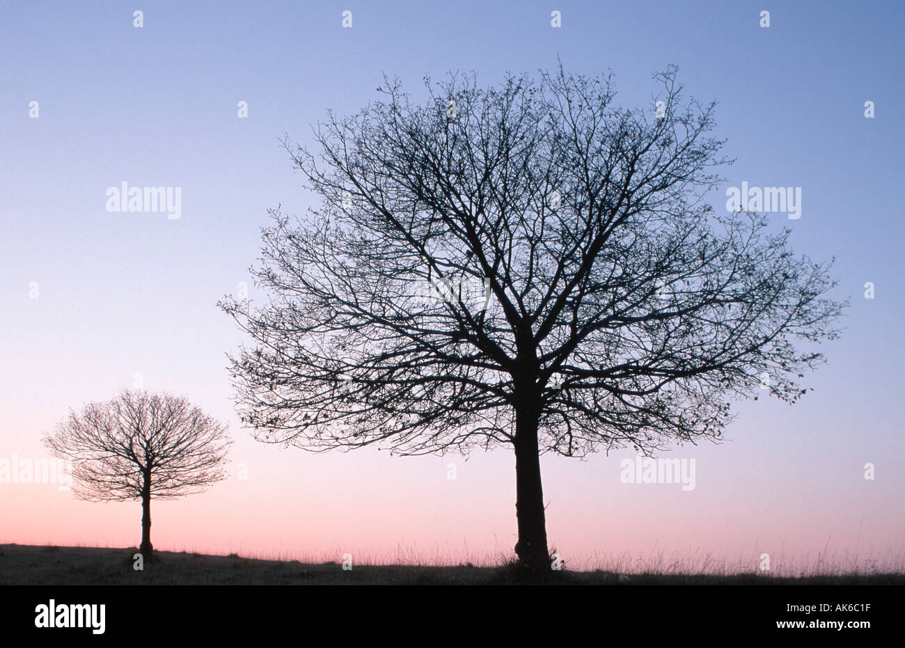 Kleinen blätterte Kalk in der Dämmerung im Winter Baden-Württemberg Deutschland Tilia Cordata Winterlinde in der Abenddaemmerung Im Winter Baden Stockfoto