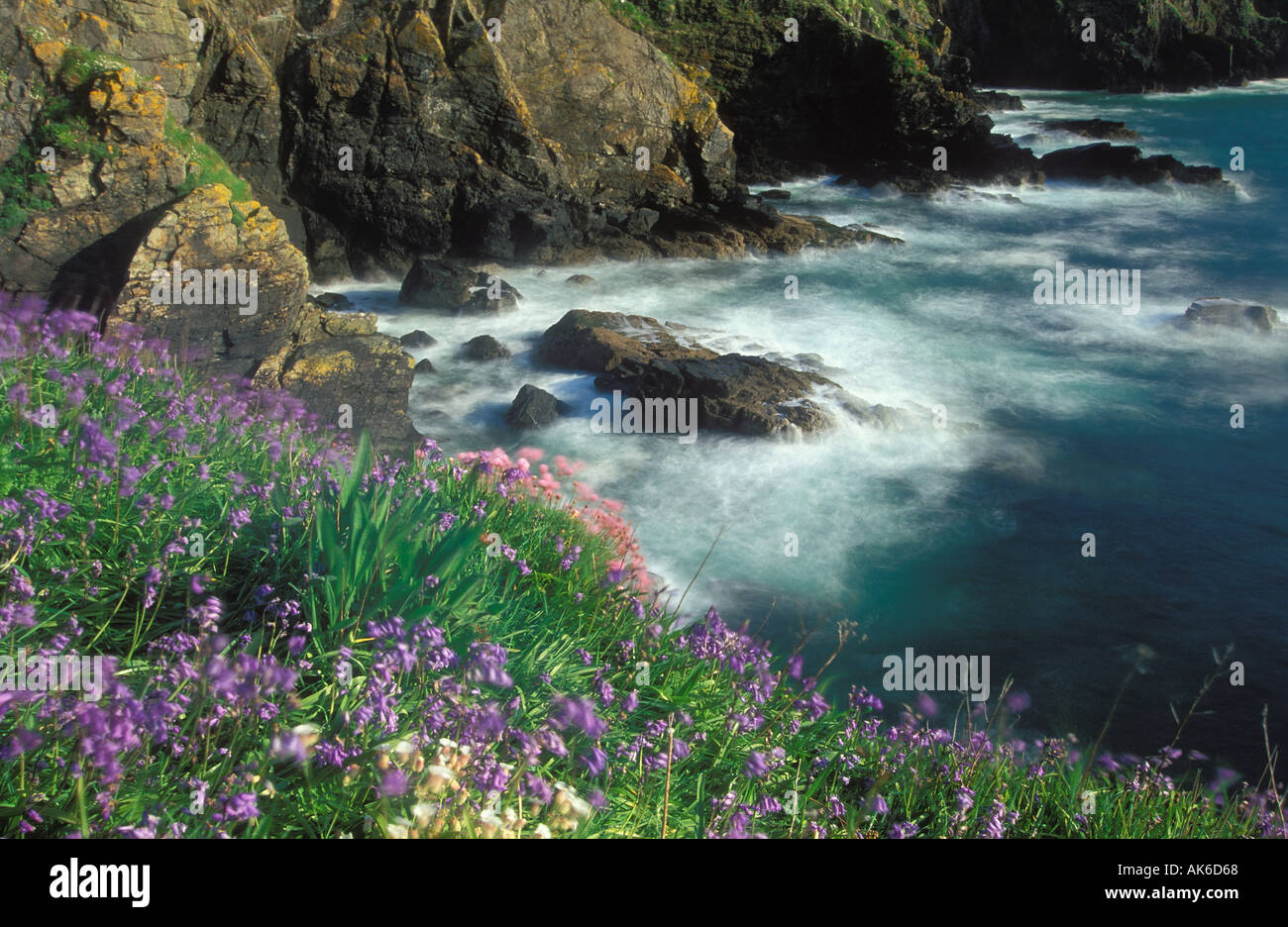 Wilden Frühlingsblumen Eidechse Cornwall England UK Stockfoto