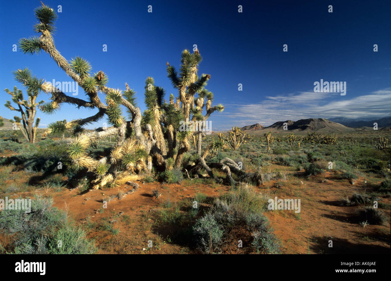 Joshua Tree am Grand Canyon Parashant National Monument Stockfoto