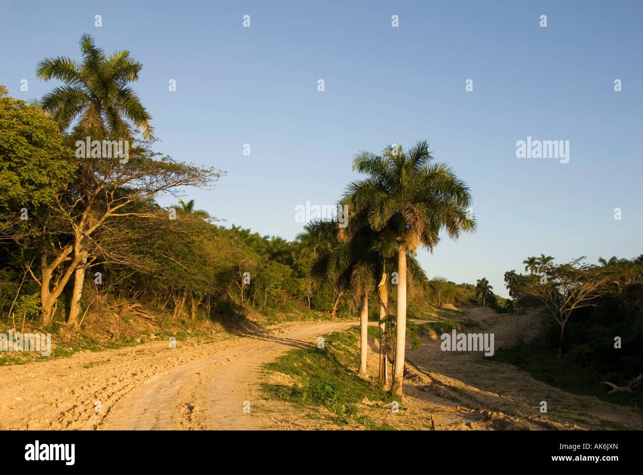 Tal der tausend Palmen / Matanzas Stockfoto