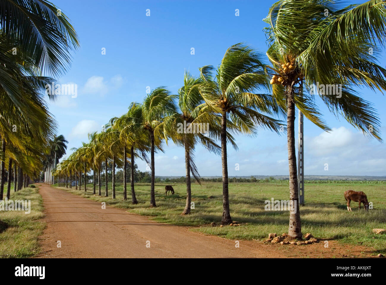 Palm Avenue / Cardenas Stockfoto