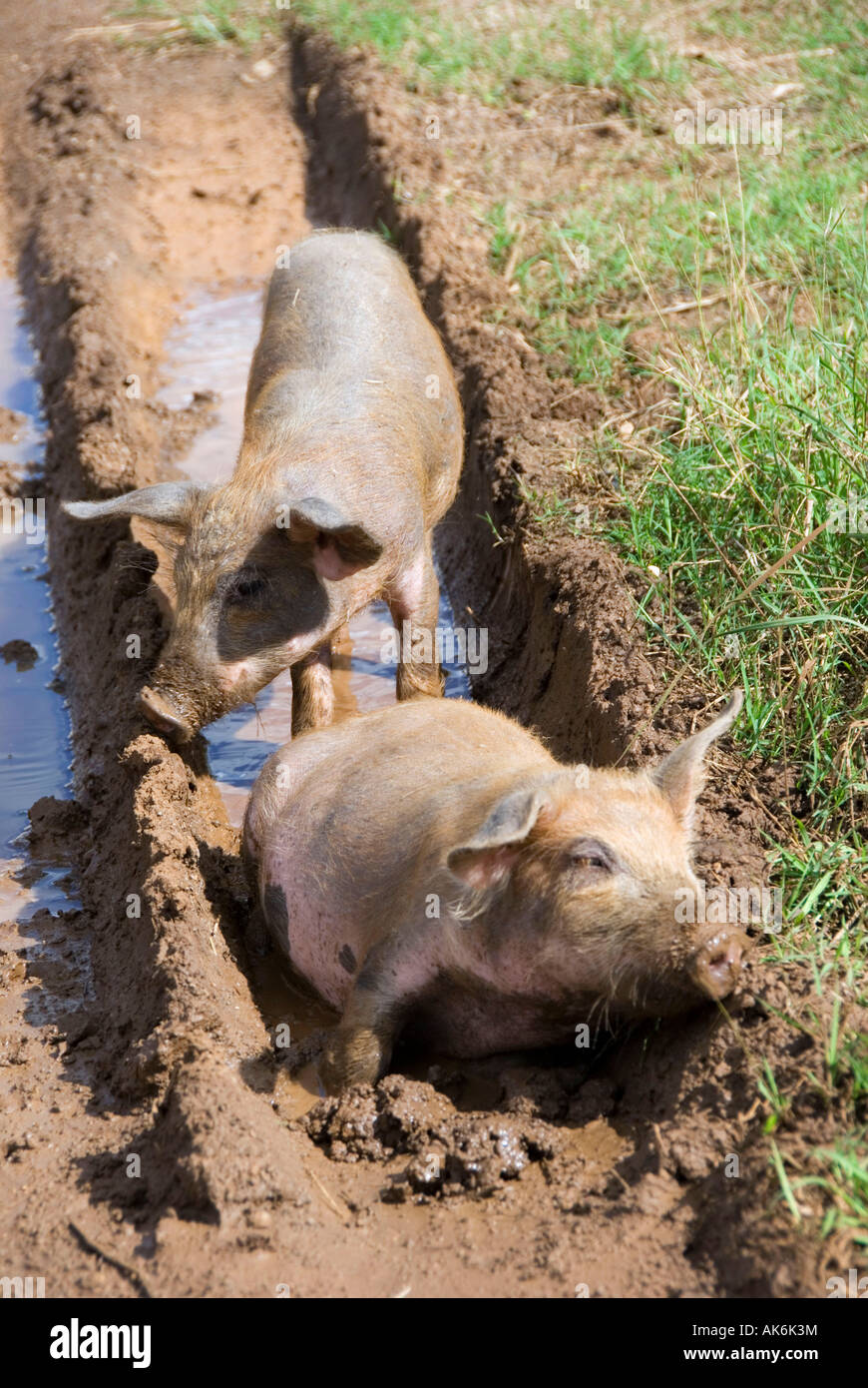 Hausschwein Stockfoto