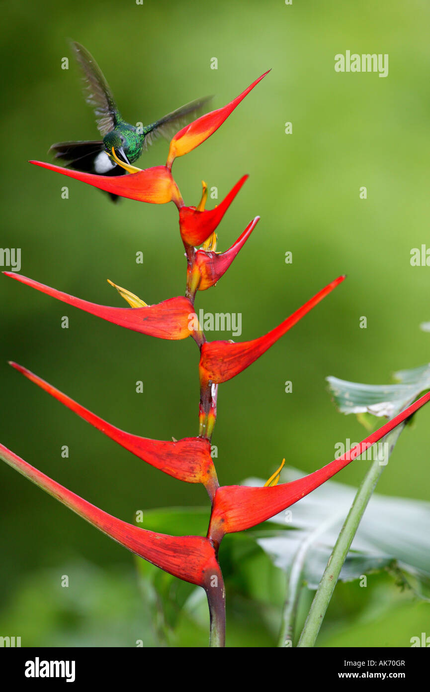 Weißbelüfteter Plumeleteer, Chalybura buffonii micans, Fütterung auf einer roten Heliconia Blume im Metropolitan Park, Republik Panama. Stockfoto