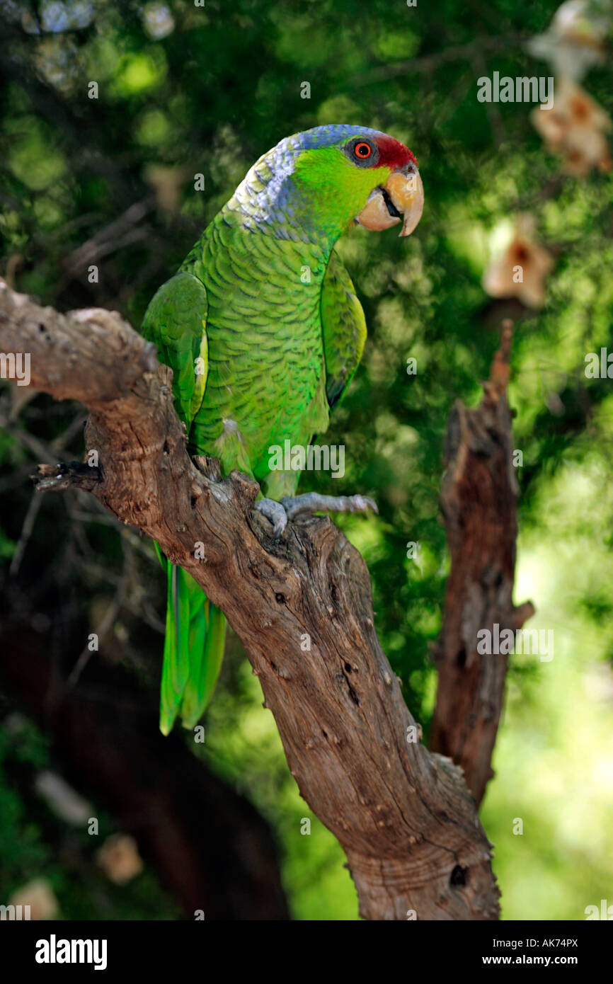 Flieder-gekrönter Papagei Stockfoto