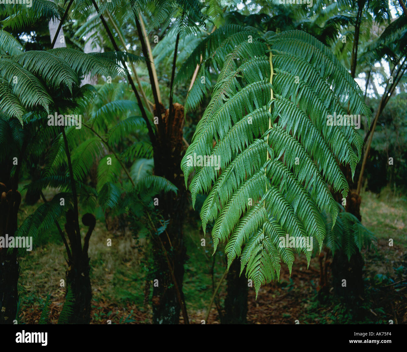 Baum Farn Regenwald Hawaii Volcano National Park Insel von Hawaii Hawaii USA Stockfoto