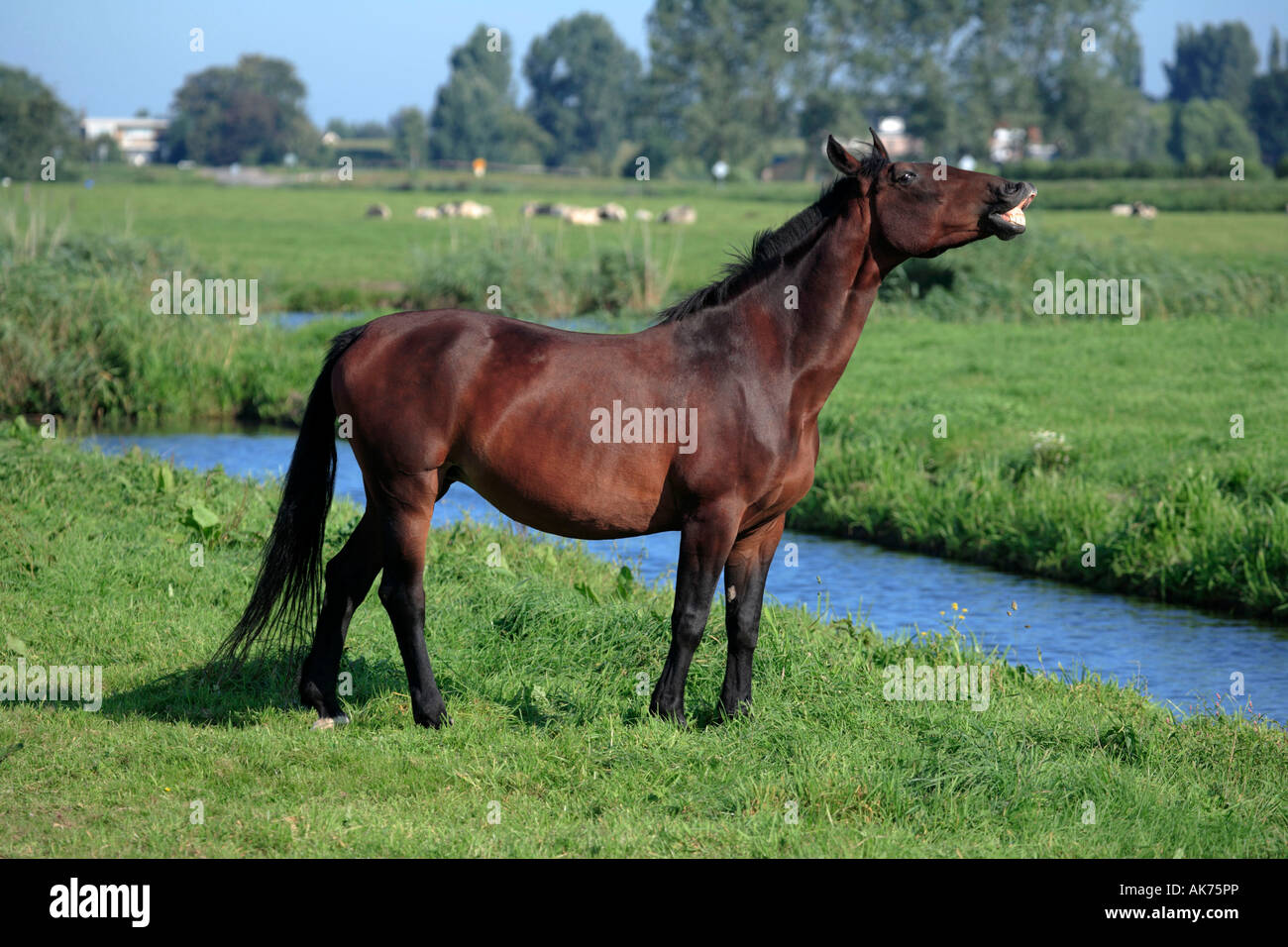 Arabisches Pferd Stockfoto