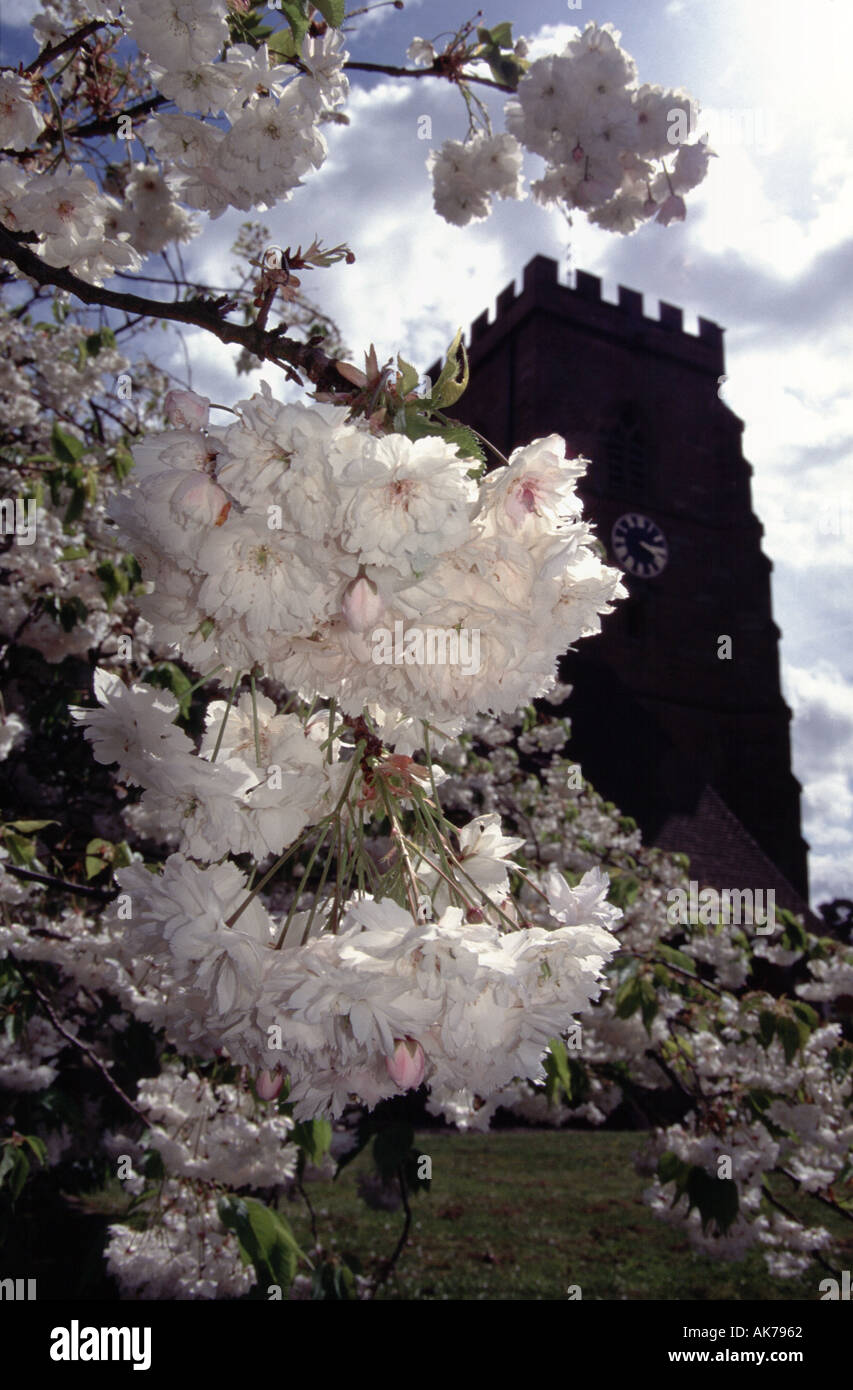 Weiße Kirschblüte gegen Kirchturm in der Silhouette mit Uhr, Hochformat Stockfoto