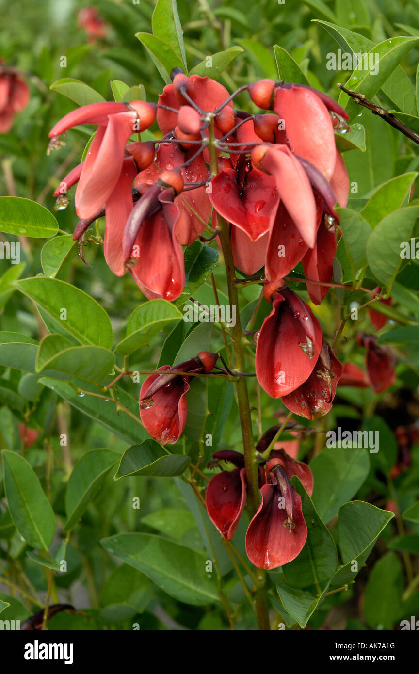 Coral-Bohne Stockfoto