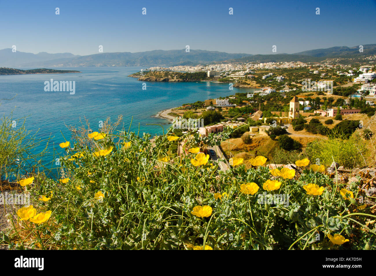 Leuchtend gelben Blüten im Vordergrund mit der Stadt von Agio Nikolaos auf der griechischen Insel Kreta Stockfoto