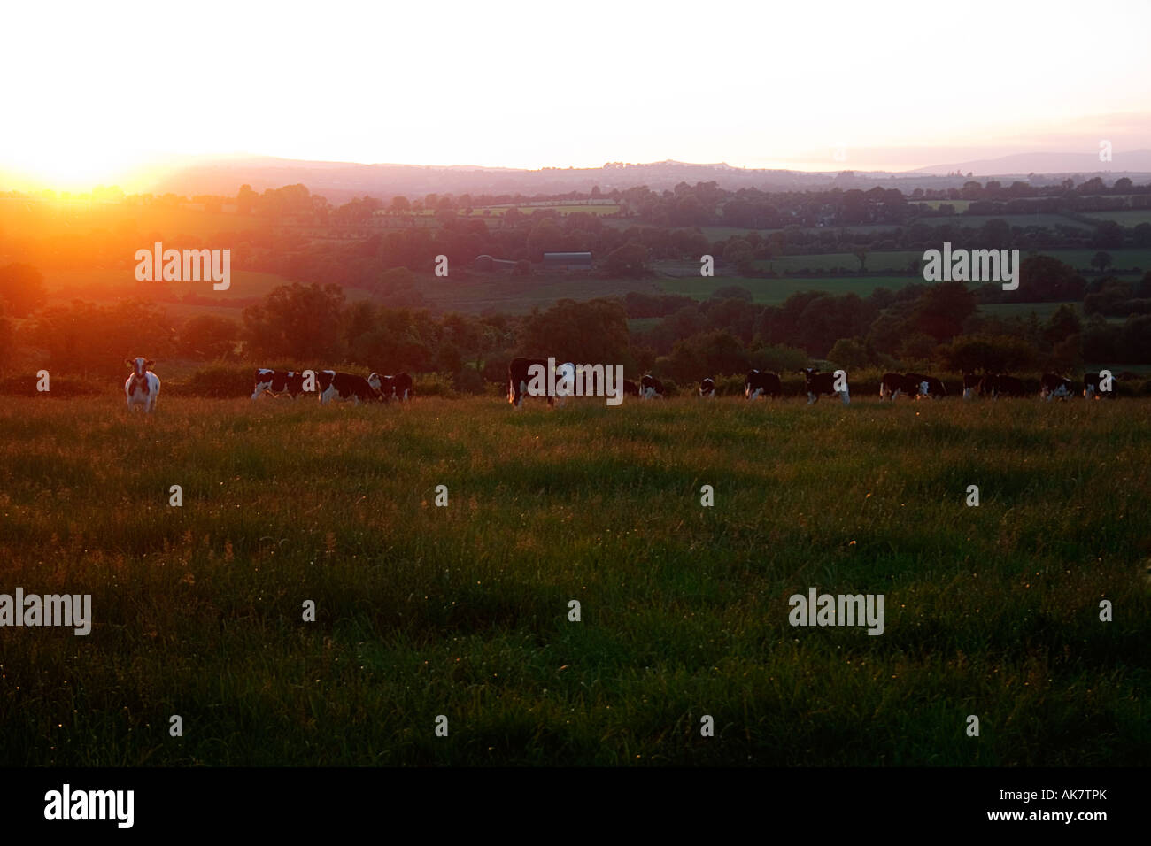 Friesische Rinder, in der Nähe von Croaghaun Mountain, Co Waterford, Irland Stockfoto