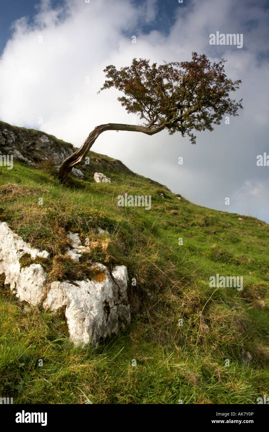 Hagedorn in einem Kalkstein-Tal in der weißen Spitze Stockfoto