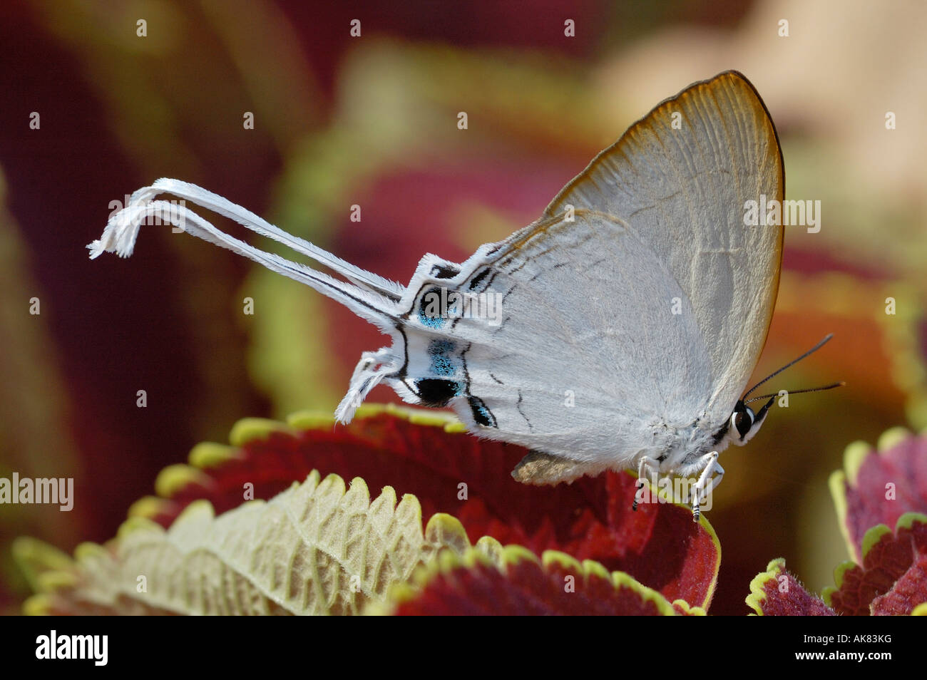 Lange tailed gemeinsame Imperial Schmetterling in Nordthailand Stockfoto