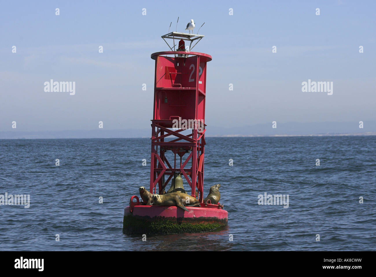 Kalifornischer Seelöwe (Zalophus Californianus), Arbeitsgruppe Blitz Boje, USA, California Stockfoto