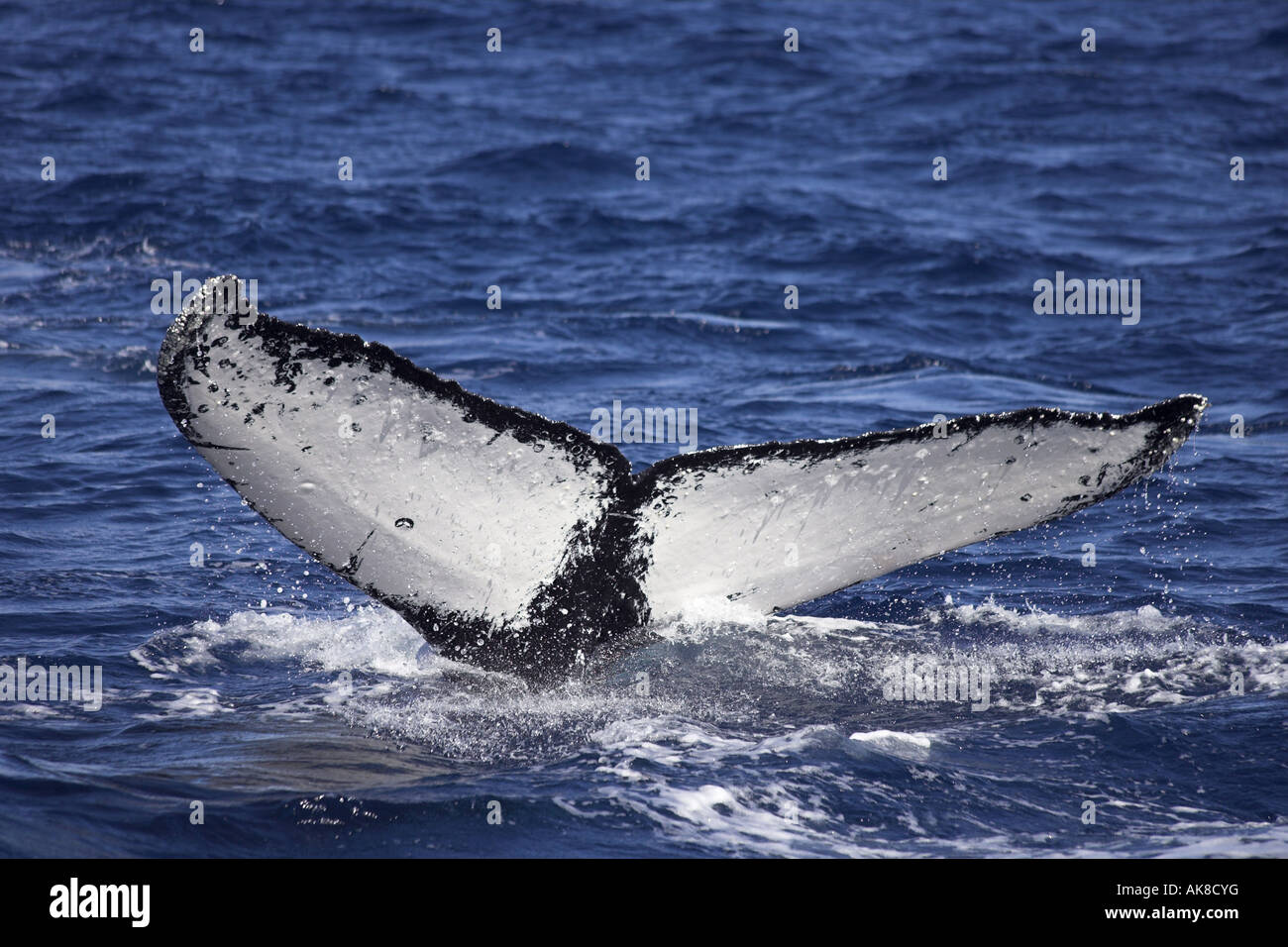 Buckelwal (Impressionen Novaeangliae), Fluke, Mexico, Baja California Stockfoto