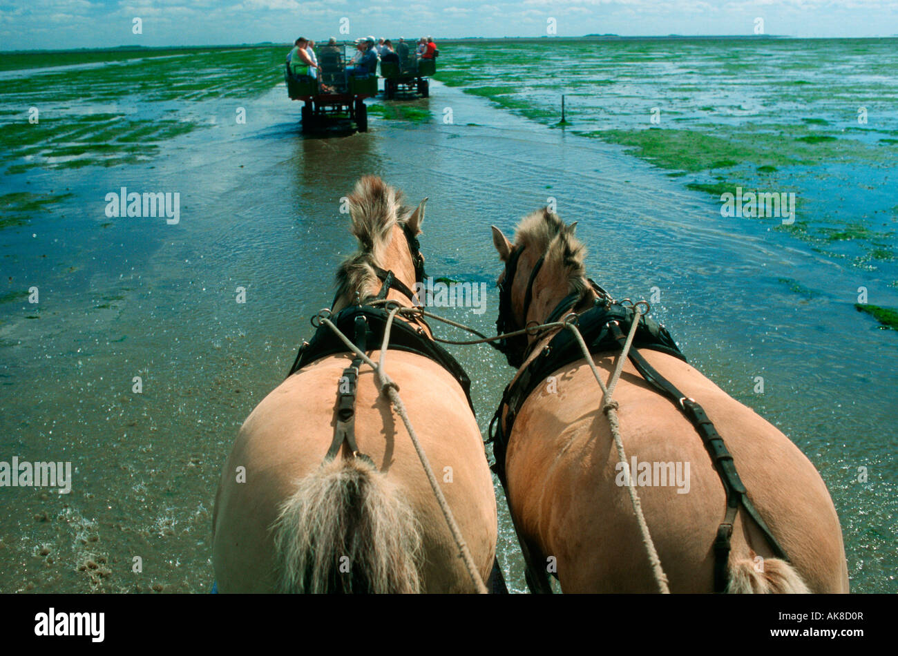 Hallig Sudfall Stockfoto