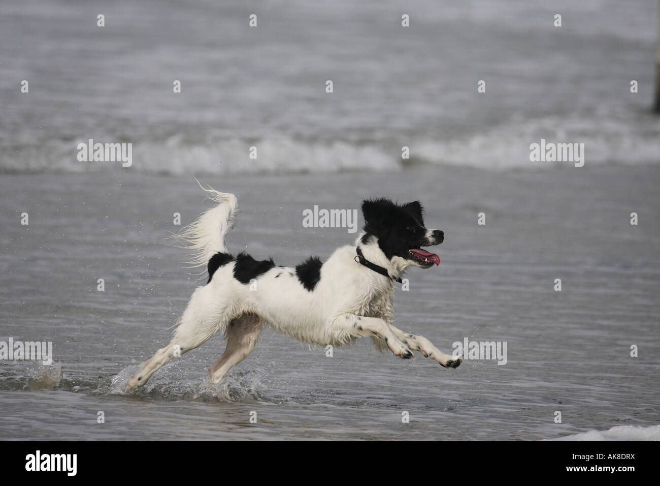 Mischling Hund (Canis Lupus F. Familiaris), laufen am Strand Stockfoto