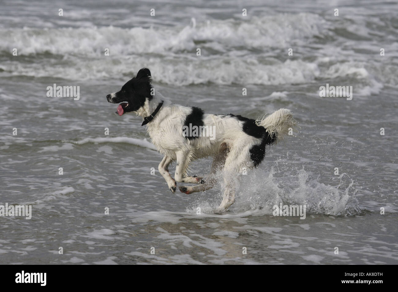 Mischling Hund (Canis Lupus F. Familiaris), laufen am Strand Stockfoto