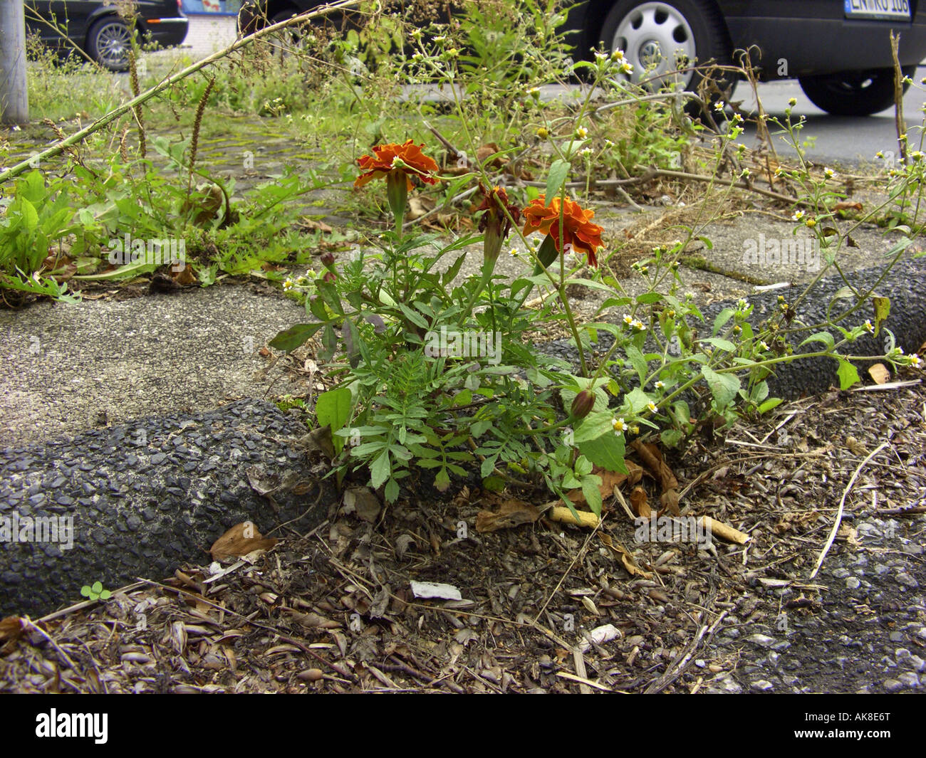 Französische Ringelblume (Tagetes Patula) eingebürgert auf einem Pflaster, Deutschland Stockfoto