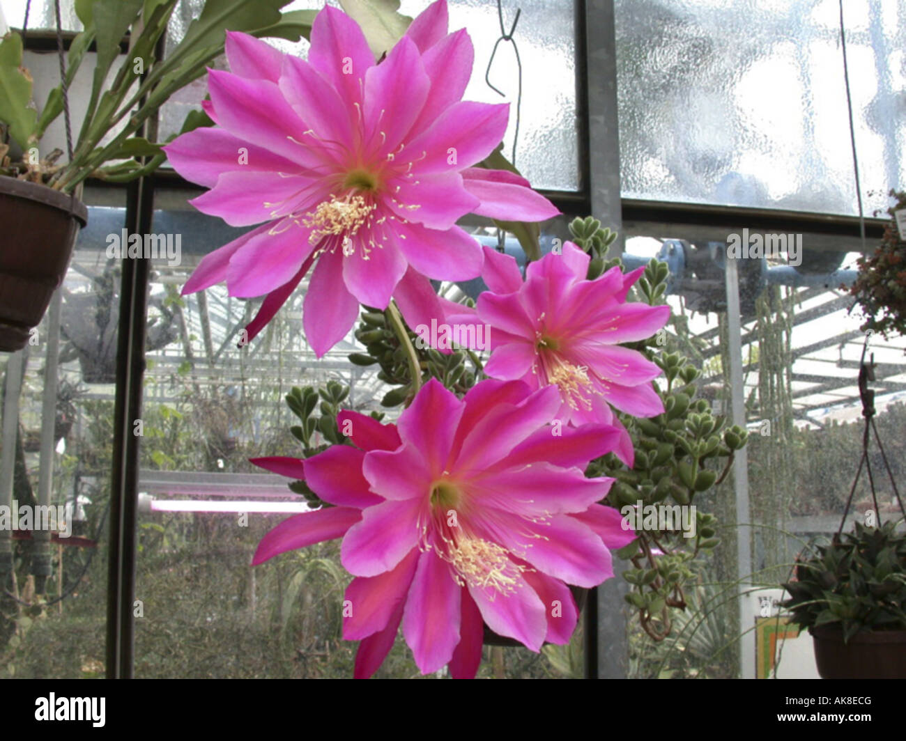 Epiphyllum Hybrid (Epiphyllum 'Pegasus', Epiphyllum Pegasus, Epiphyllum-Hybride), Blume Stockfoto