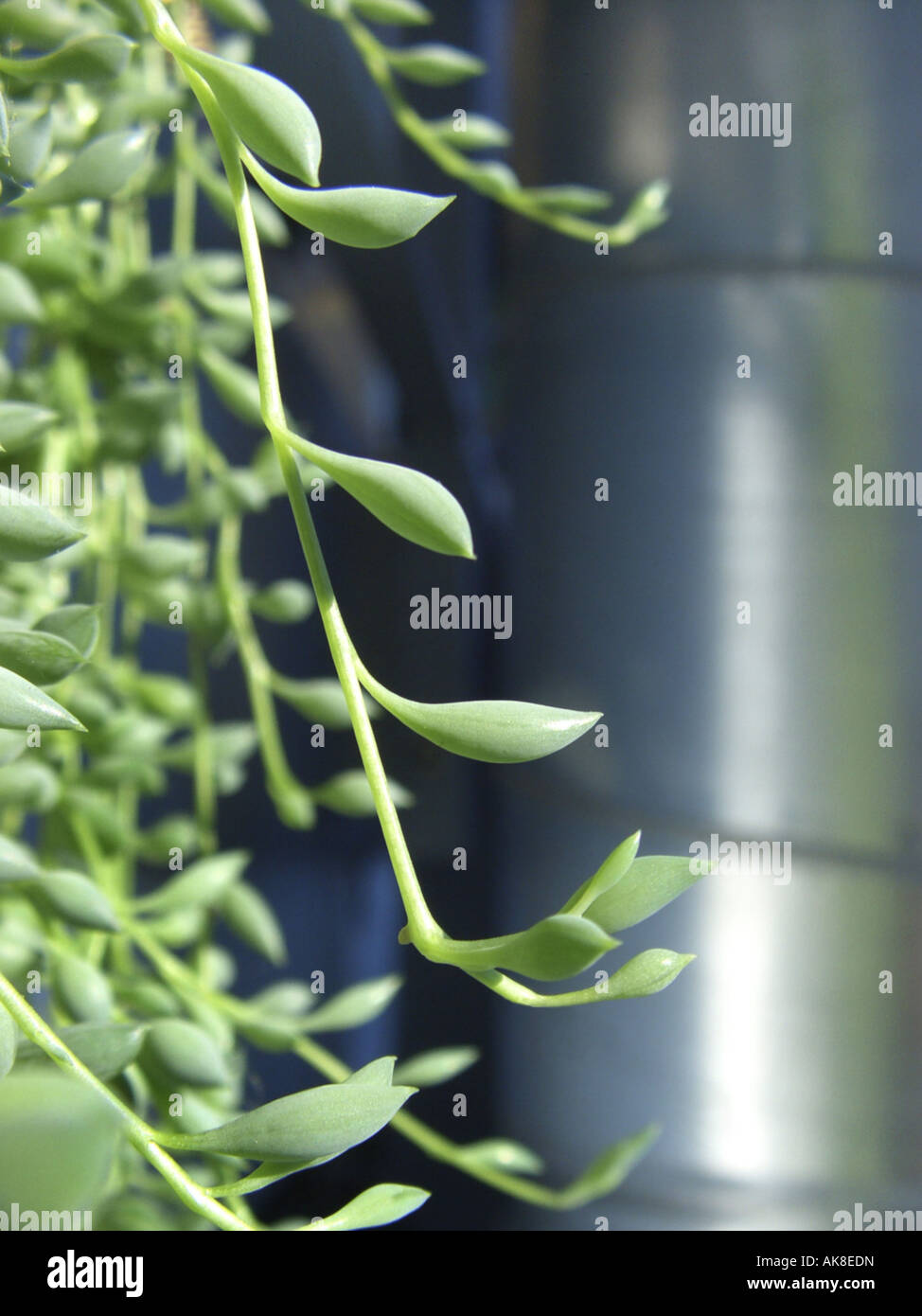 Erbsenschnur Senecio Herreianus Stockfotos und -bilder Kaufen - Alamy