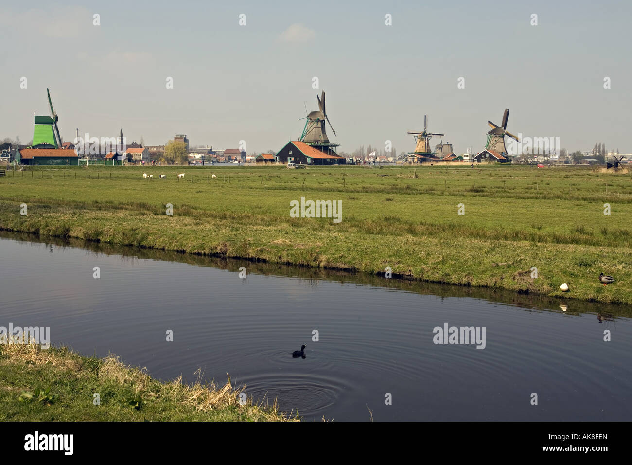 Windmühlen im Freilichtmuseum Zaanse Schans, De Gekroonde Poelenburg (links); De Kat (2. von links, De Zoeker (rechts), Niederlande Stockfoto