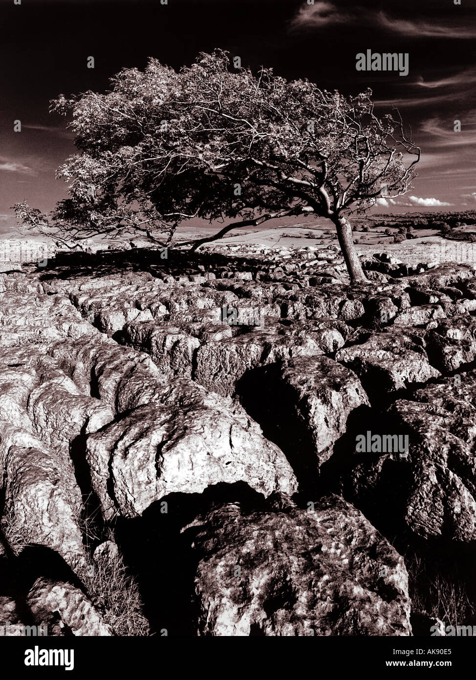 Einsamer Baum 2 im Kalkstein Karst Rock Formation Infrarot Film Seenplatte Cumbria England uk Stockfoto