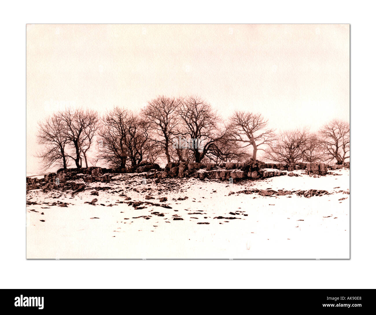 Winterbäume im Wald bedeckt Schnee Yorkshire England uk Stockfoto