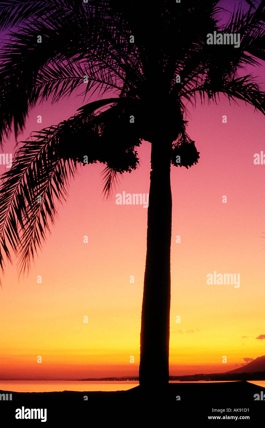 Palm-Baum Sonnenuntergang Marbella Costa Del Sol Andalusien Stockfoto