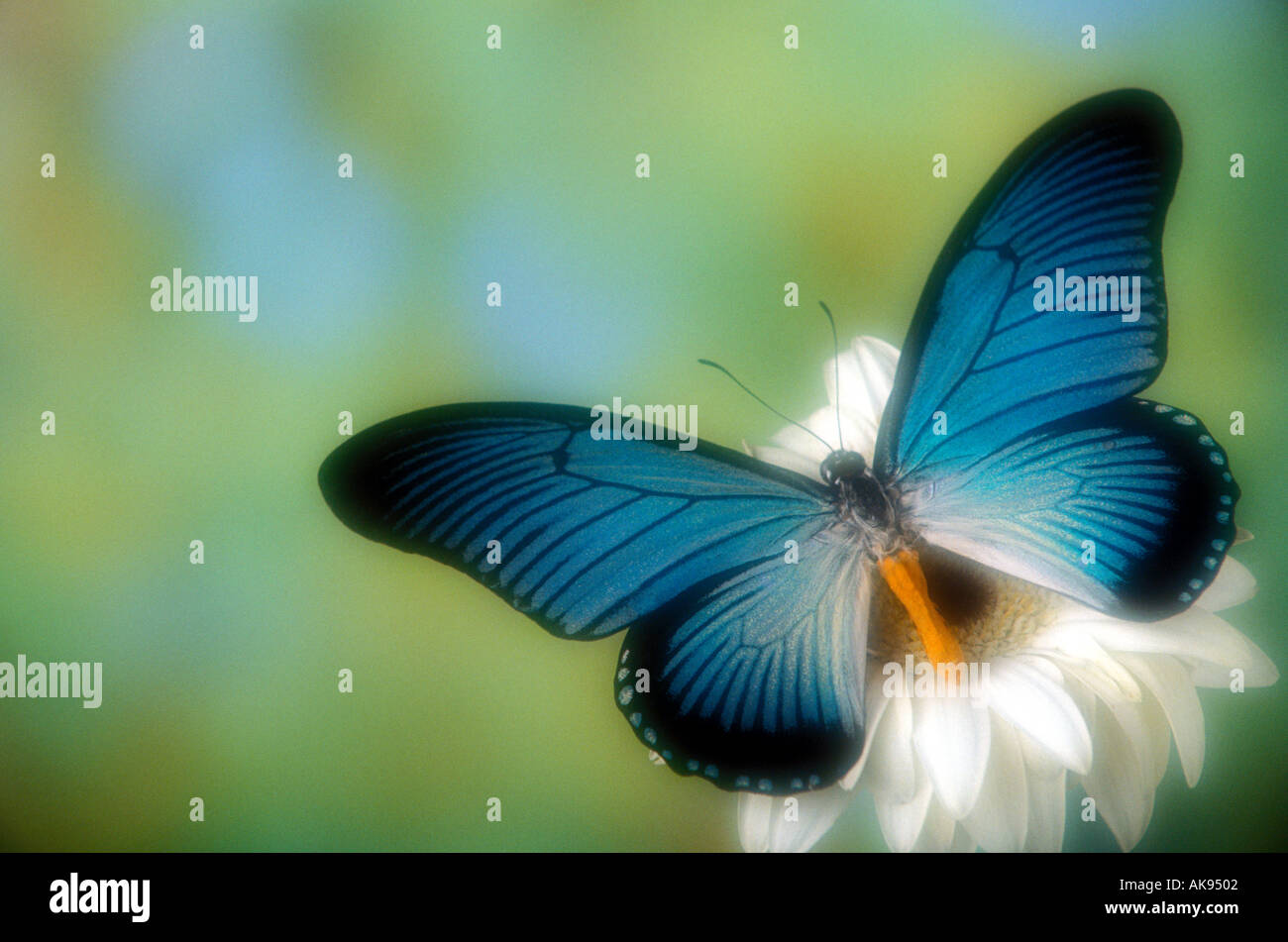 Großer Schmetterling ruht auf eine weisse Frühlingsblume Stockfoto